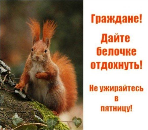 В пятницу и белочка отдыхает