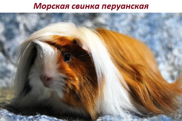 Морская свинка перуанская
