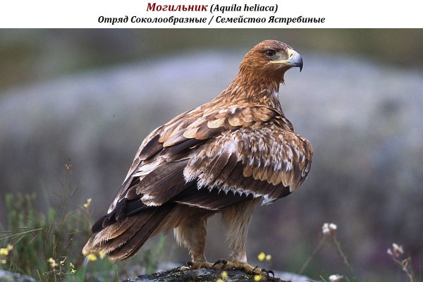 Могильник (Aquila heliaca)