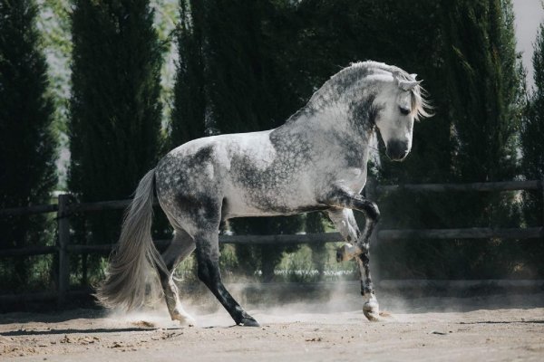 Андалузская порода лошадей (10)