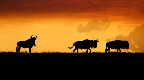 ThreeWildebeest FR-FR9059959513 UHD