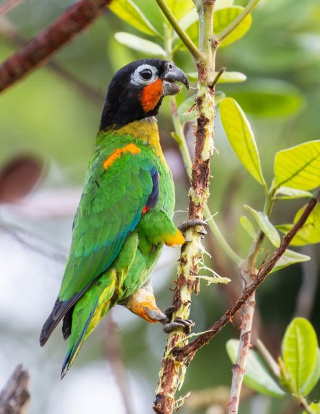 ЗЛАТОЩЕКИЙ УКРАШЕННЫЙ ПОПУГАЙ