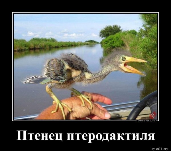 ptenec-pterodaktilya-demotions-ru