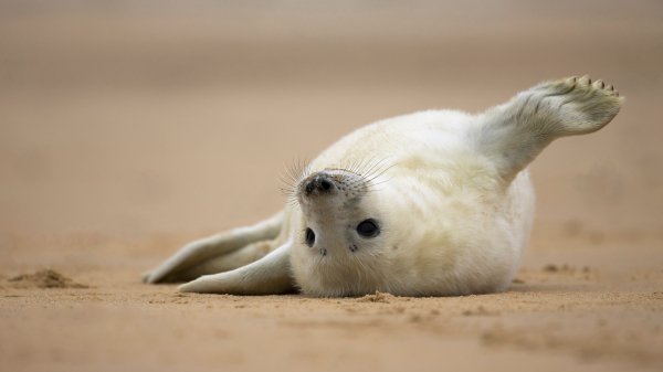 HelloSeal ROW8488549589 UHD