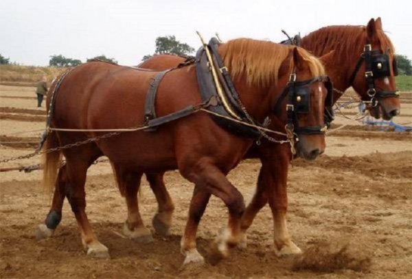 Суффолкская порода лошадей (3)