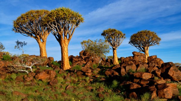 Quivertreeforestnamibia estockphoto 1920x1080