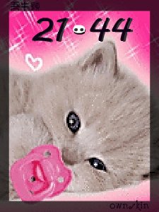 Cute kitten