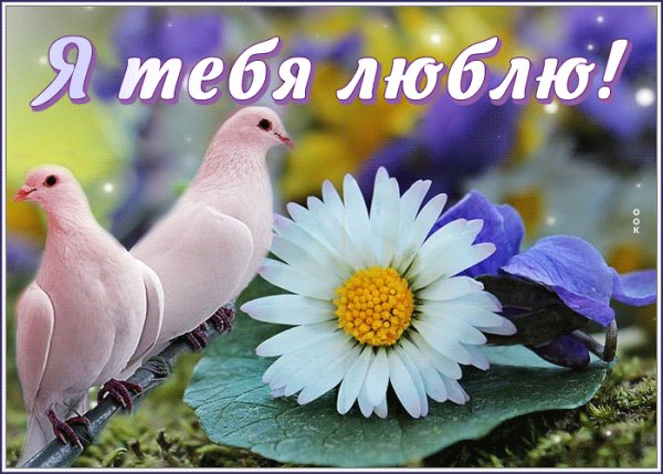 любовь 190063