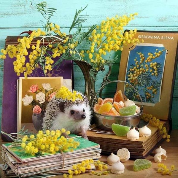 Ежик и мармелад