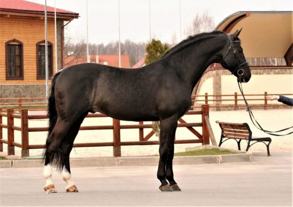 Лошадь Латвийская