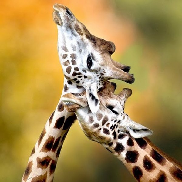 Такая любовь