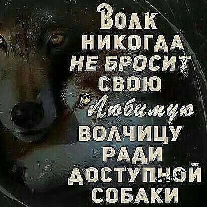 Волк