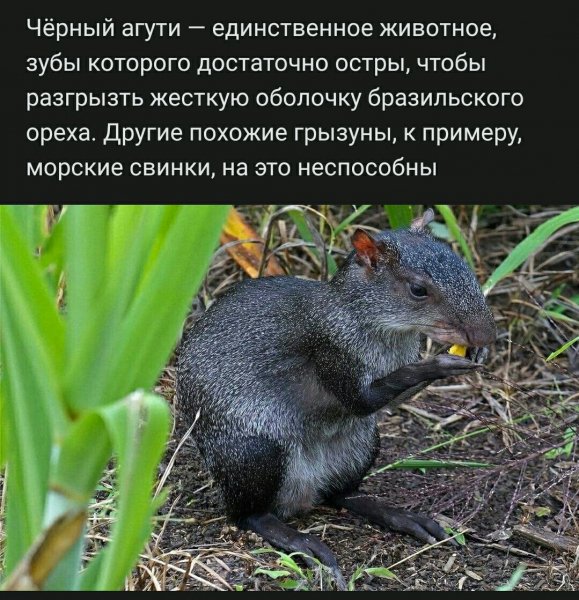 file_86487685