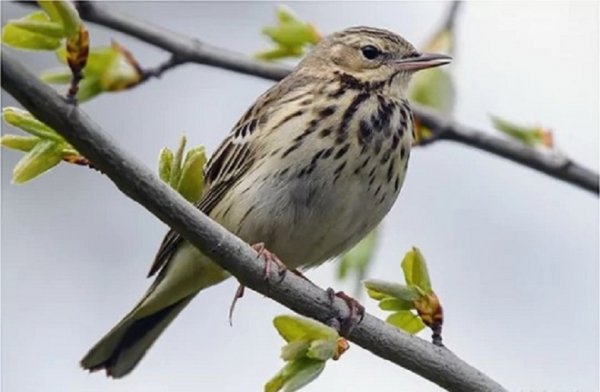 Лесной конёк