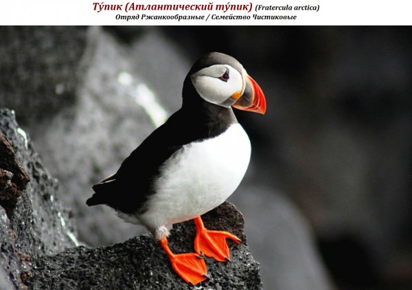 Тупик (Атлантический тупик) (Fratercula arctica)