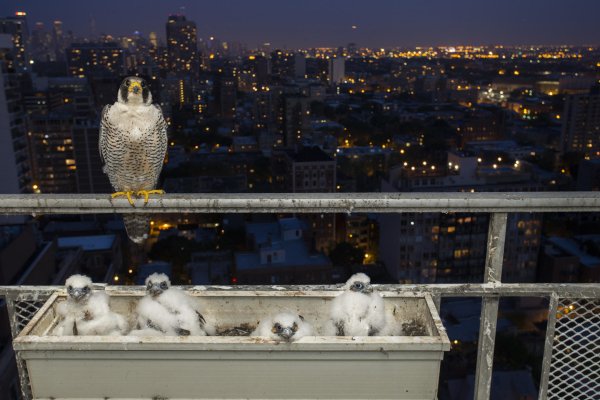 Гордая мать с потомством