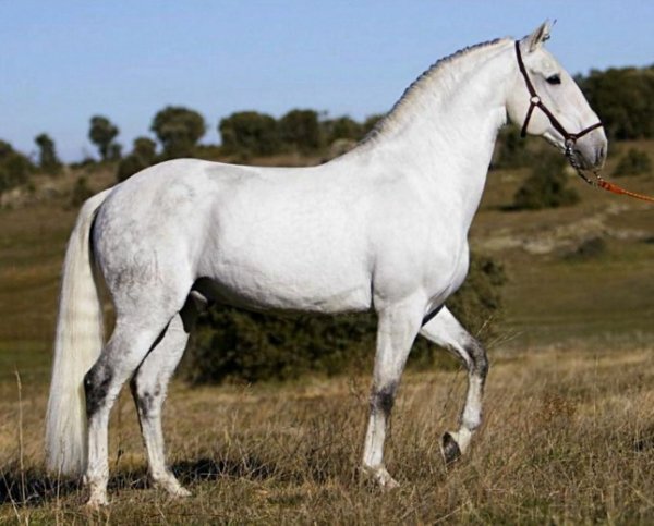 Лошадь Лузитанская