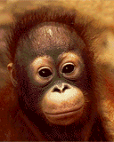 monkey kiss