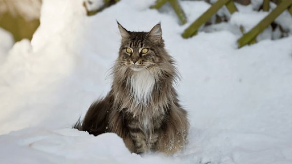 Зимние коты (41)