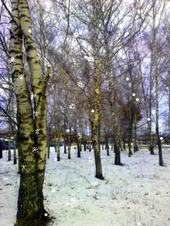 birch winter-3