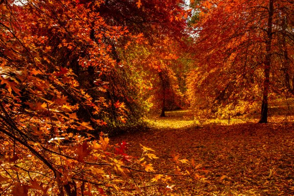 Autumn Forests Trees Foliage 538218 2400x1600