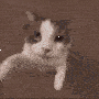 Cat kiss 2