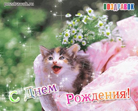 den-rozhdeniya-kot