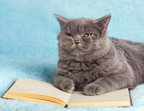 Shutterstock 176704652