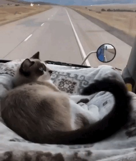 76a1d355bcdb2c1-a-nw-p