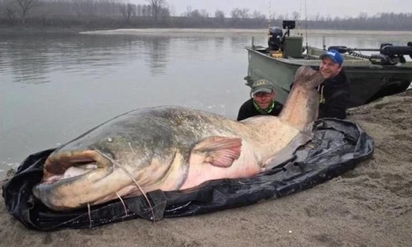 f0 resizedscaled 740to444