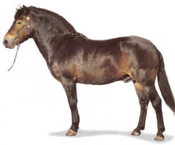 Эксмурская порода пони (3)