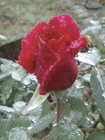 РозаИдётДождь