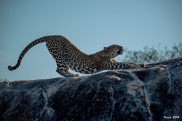 leopard-dikaya-koshka-hischnik-4748
