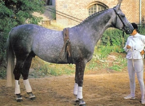 Шведская теплокровная порода лошадей (3)