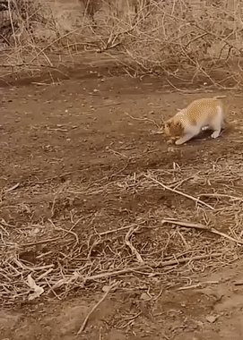 ))