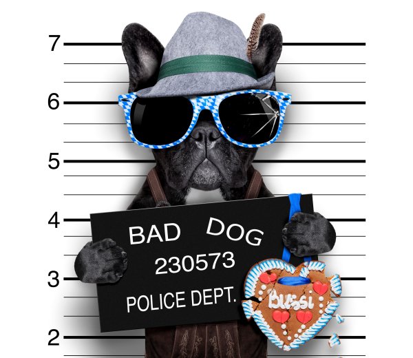 Dogs-Bulldog-Hat-Glasses-Heart-Black