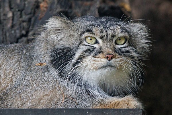 Манул Тимофей