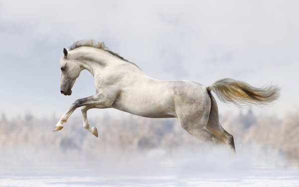 white-horse-snow-running