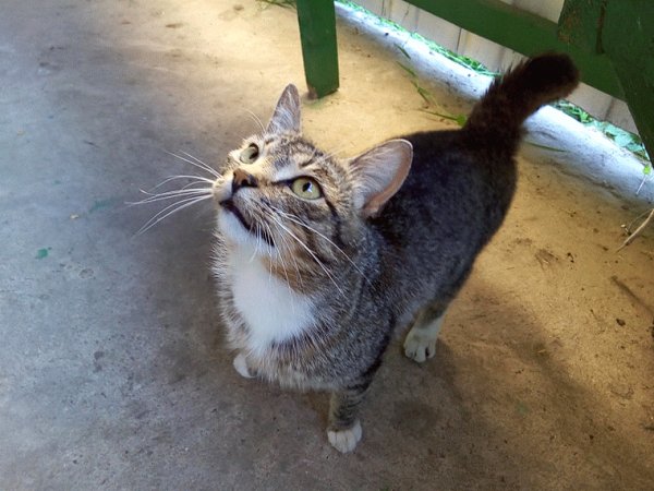 гифки, котэ, живность