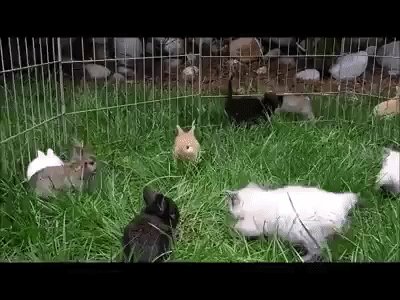 gif 1468501832