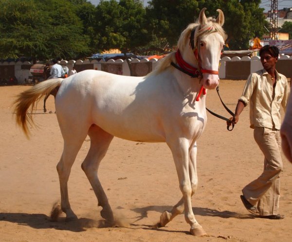 Лошадь Марвари (Марварская лошадь, Малани)
