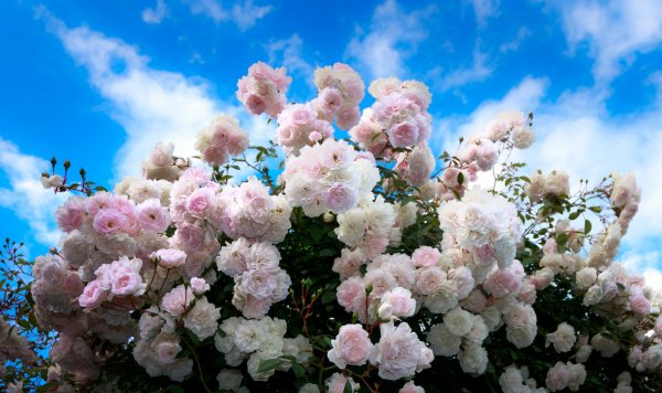 Roses-summer-sky-rozy-kusty