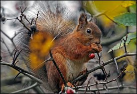Белка