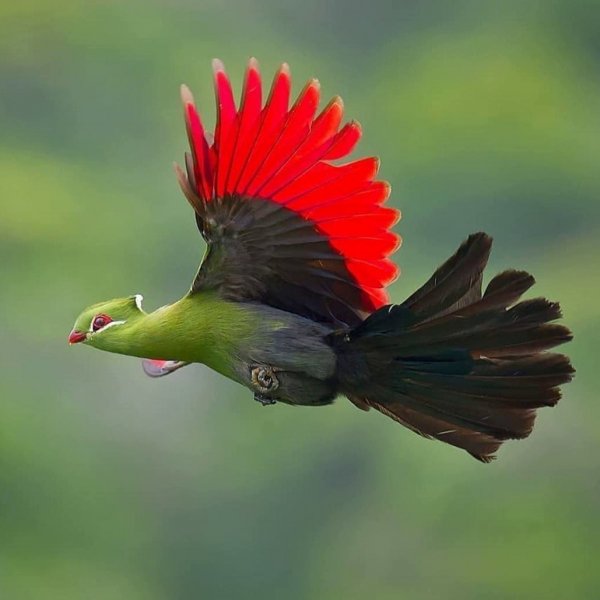 Длиннохохлый турако Livingstone's Turaco