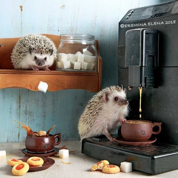 Ежики , печенье и кофеварка