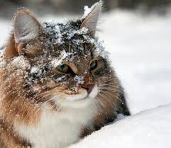 Кот зимой. (6)