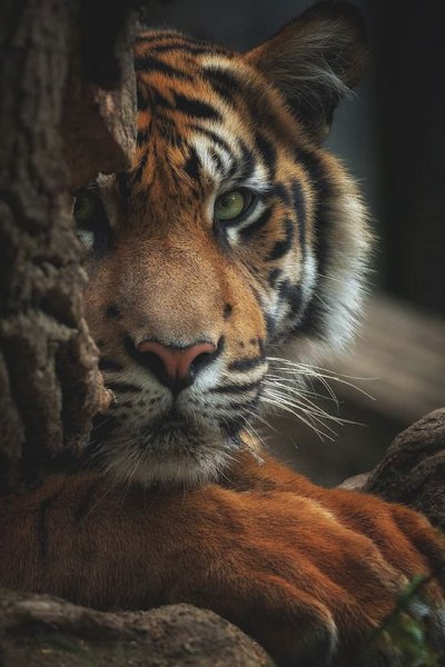 Тигр