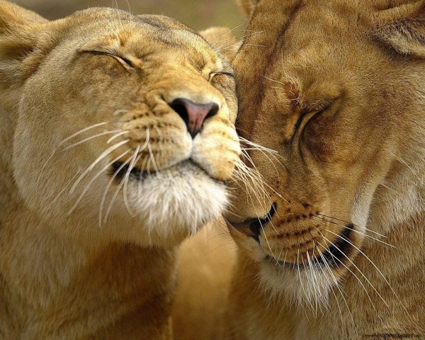 Animals 2