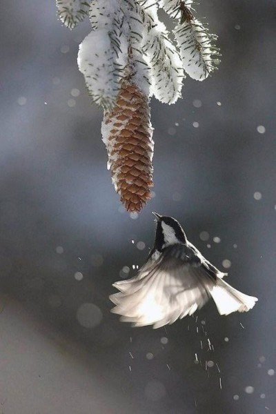 file_95631663