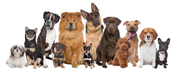 Dogs-01.06